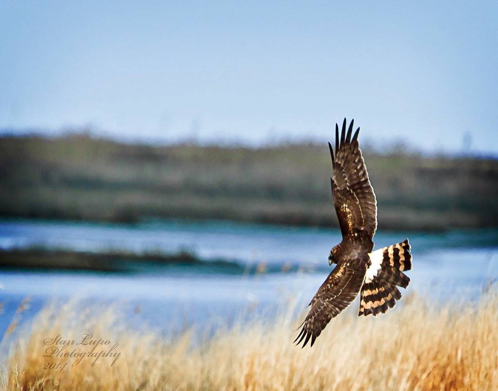 Female Northern Harrier Hovering Over Grass1 by stanlupo (Thanks for 4,000,000 views) is licensed under CC BY-NC-ND 2.0.